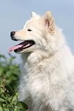 CHIEN FINNOIS DE LAPONIE 651